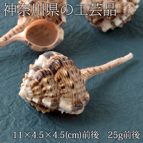 【半額・在庫処分】貝殻の置物　サツマツブリ（１個）　神奈川県の工芸品　Seashell ornament  Kanagawa craft