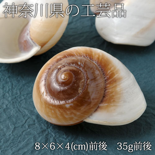 【半額・在庫処分】貝殻の置物　オオマイマイ（１個）　神奈川県の工芸品　Seashell ornament  Kanagawa craft