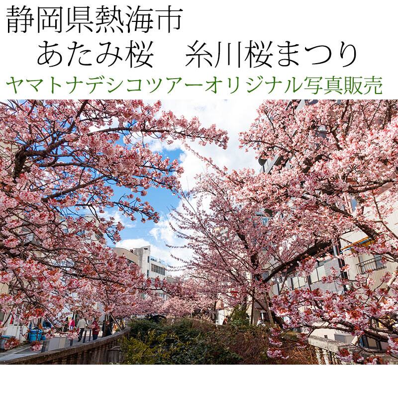 日本紀行　静岡県熱海市　あたみ桜　糸川桜まつり (nk19-180208-112)　当店オリジナル写真販売　Original photograph  Atami cherry tree