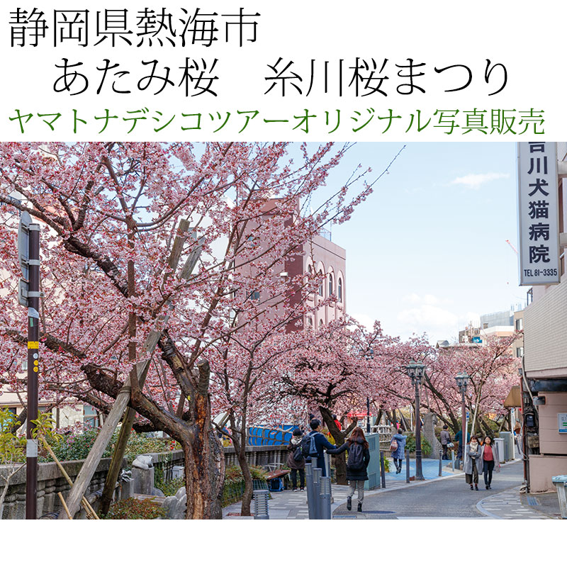 日本紀行　静岡県熱海市　あたみ桜　糸川桜まつり (nk19-180208-137)　当店オリジナル写真販売　Original photograph  Atami cherry tree