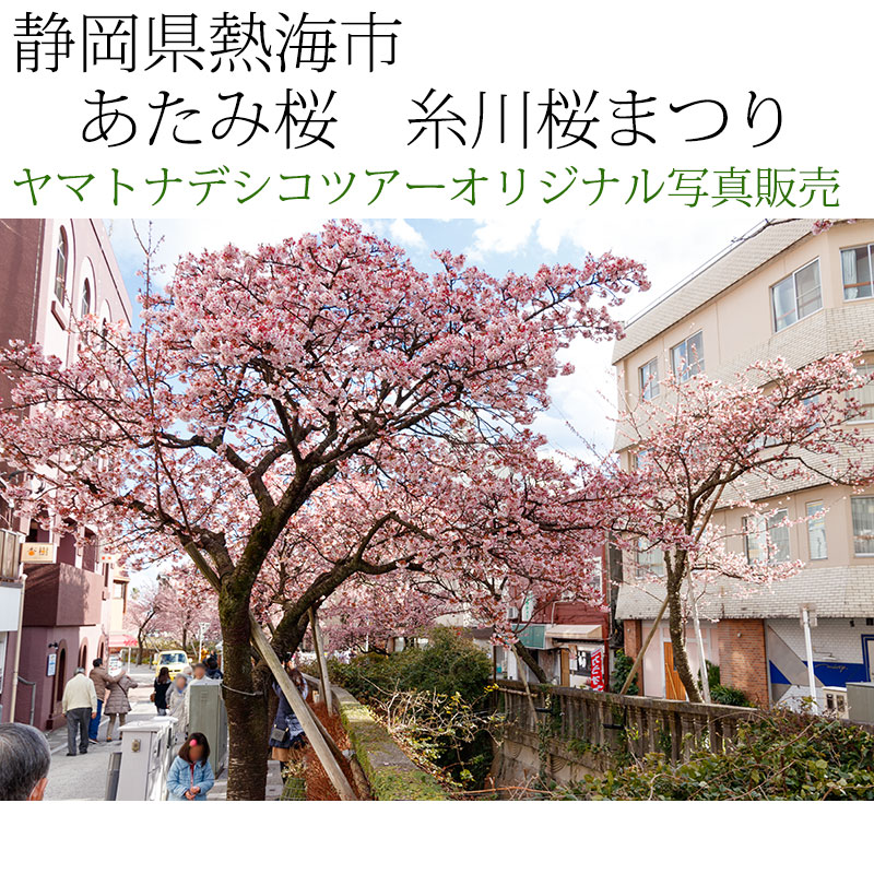 日本紀行　静岡県熱海市　あたみ桜　糸川桜まつり (nk19-180208-162)　当店オリジナル写真販売　Original photograph  Atami cherry tree