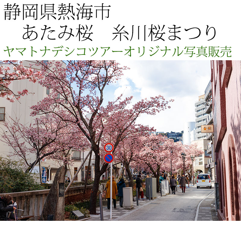 日本紀行　静岡県熱海市　あたみ桜　糸川桜まつり (nk19-180208-173)　当店オリジナル写真販売　Original photograph  Atami cherry tree