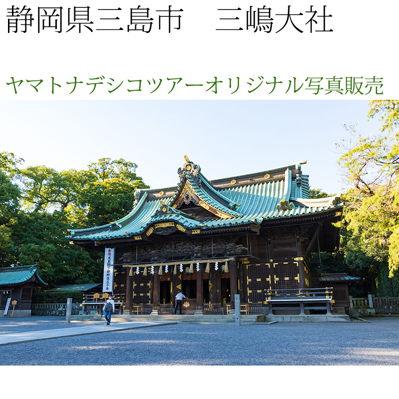 日本紀行　静岡県三島市　三嶋大社 (nk19-180928-115)　当店オリジナル写真販売　Original photograph  Mishima-taisha Shrine