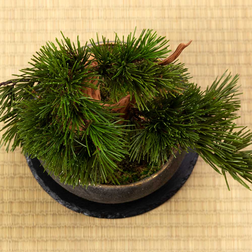 フェイクアート盆栽 然-ZEN- 寸-SUN-プレミアム 本物を知る庭師職人が