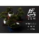 フェイクアート盆栽 然-ZEN- 寸-SUN-ミディアム10 本物を知る庭師職人がリアルな盆栽をイメージして作ったBONSAIモデル 日本的和風インテリア