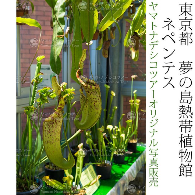 日本紀行 東京都 夢の島熱帯植物館 食虫植物 ネペンテス Nk13 133 当店オリジナル写真販売 Photo Frame Yumenoshima Tropical Plants Museum こだわりの和雑貨 和敬静寂 オンラインショップ