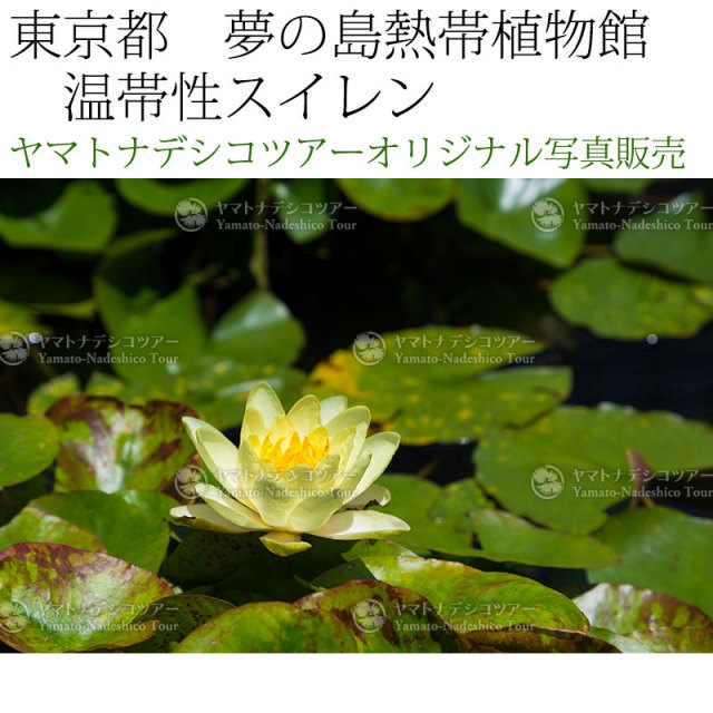 日本紀行 東京都 夢の島熱帯植物館 温帯性スイレン Nk13 54 当店オリジナル写真販売 Photo Frame Yumenoshima Tropical Plants Museum こだわりの和雑貨 和敬静寂 オンラインショップ