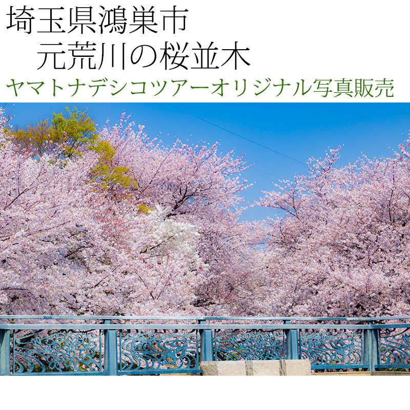 日本紀行 埼玉県鴻巣市 元荒川の桜並木 (nk11-190406-039) 当店
