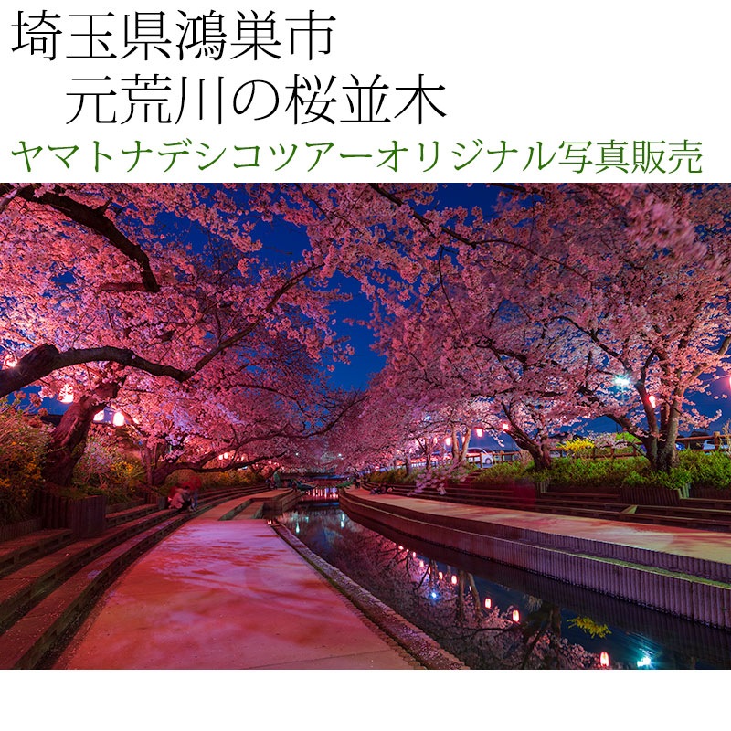 日本紀行 埼玉県鴻巣市 元荒川の桜並木 (nk11-190406-125) 当店