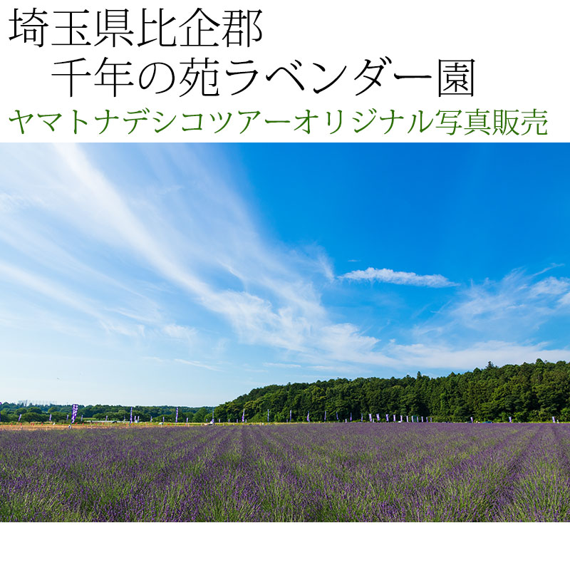日本紀行 埼玉県比企郡 千年の苑ラベンダー園 Nk11 051 当店オリジナル写真販売 Original Photograph Ranzan Lavender Garden こだわりの和雑貨 和敬静寂 オンラインショップ