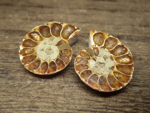 アンモナイト化石/Cleoniceras