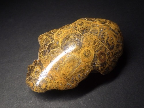 サンゴ化石/Fossil Coral