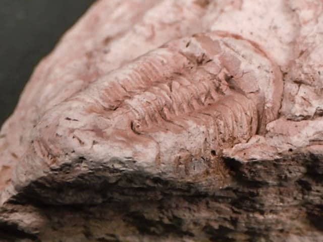 広西チワン族自治区産三葉虫化石/Trilobite Illaenula (Ductina) Vietnamica