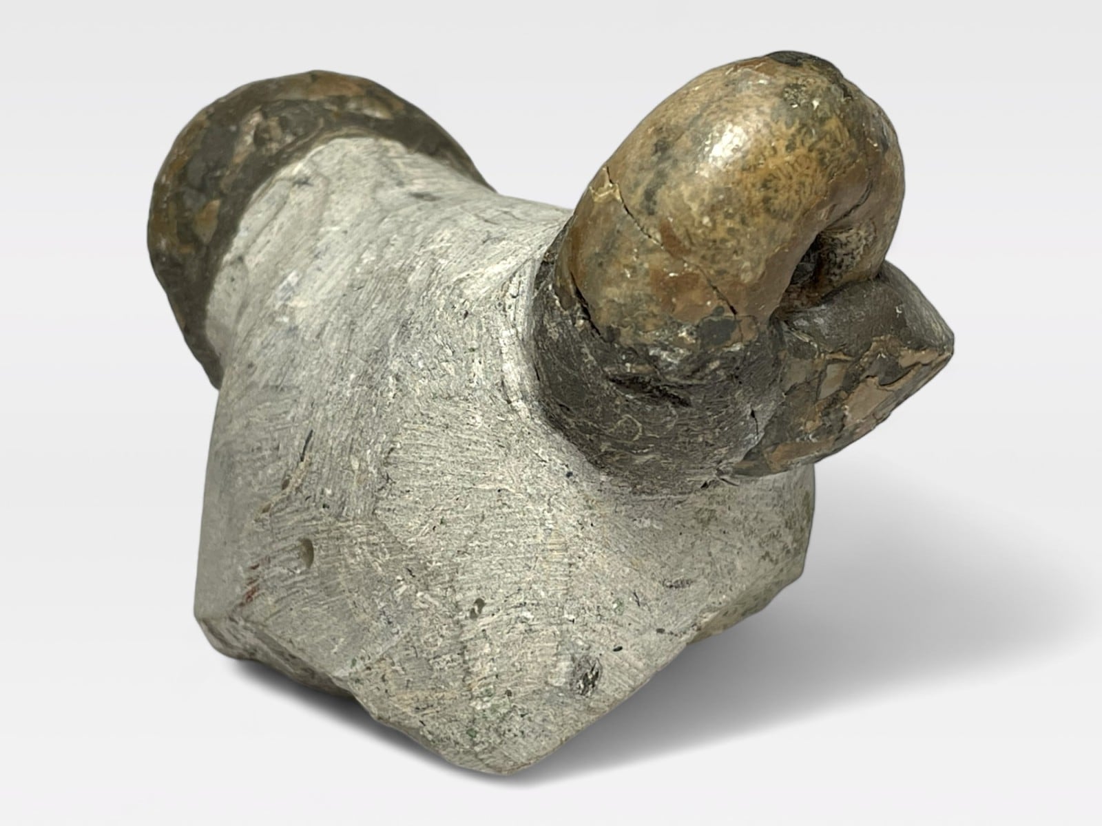 北海道留萌郡小平町産アンモナイト化石/Tetragonites