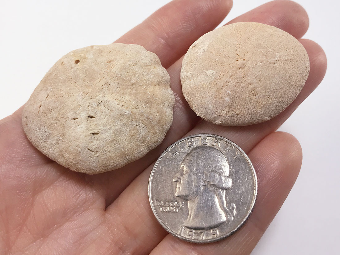 ウニ化石2個セット/Sand Dollar(Heliophora)