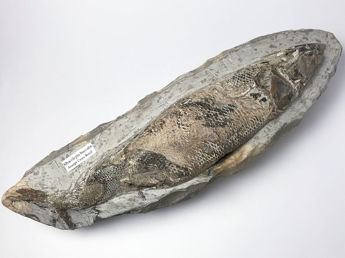 ブラジル産ラコレピス化石(魚類化石)