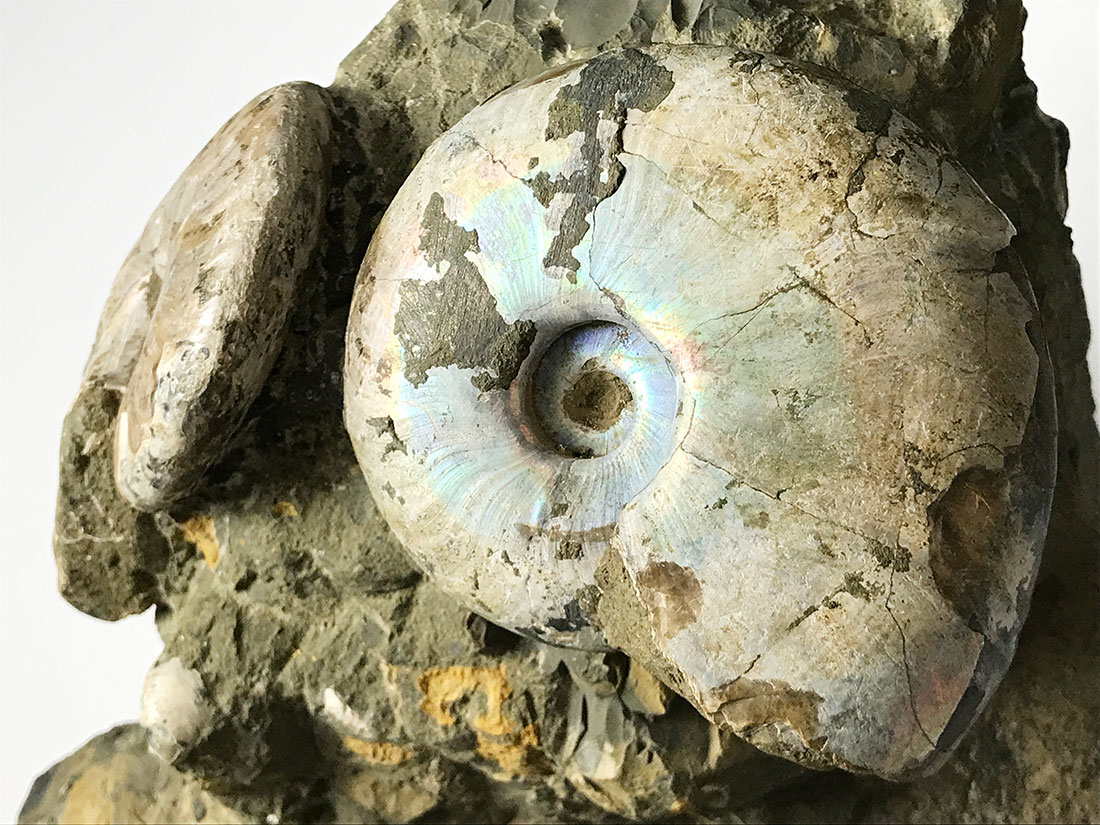 マダガスカル産アンモナイトクラスター/Cleoniceras,Desmoceras