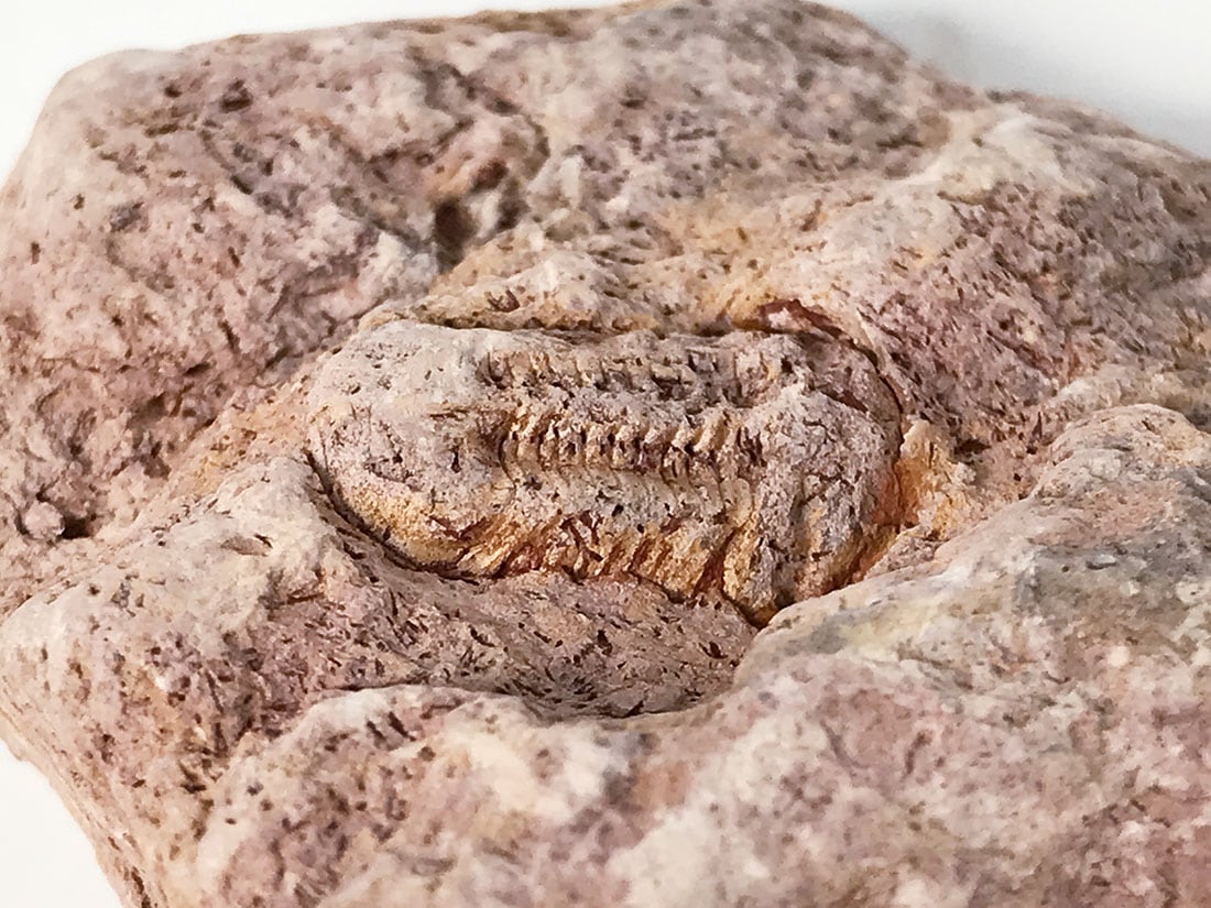 三葉虫化石/Trilobite Illaenula (Ductina) Vietnamica