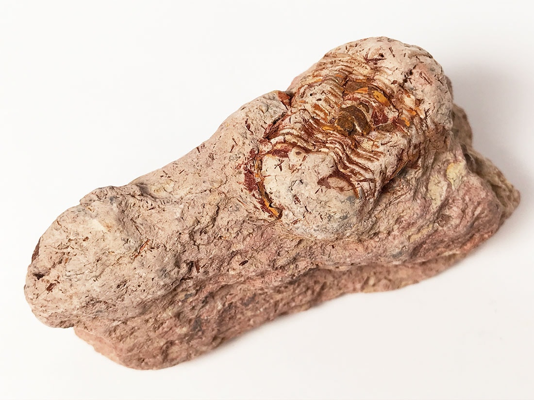 三葉虫化石/Trilobite Illaenula (Ductina) Vietnamica