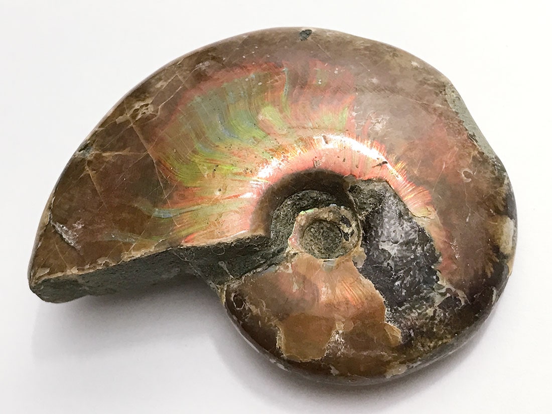 マダガスカル産アンモナイト化石/Ammonite Cleoniceras