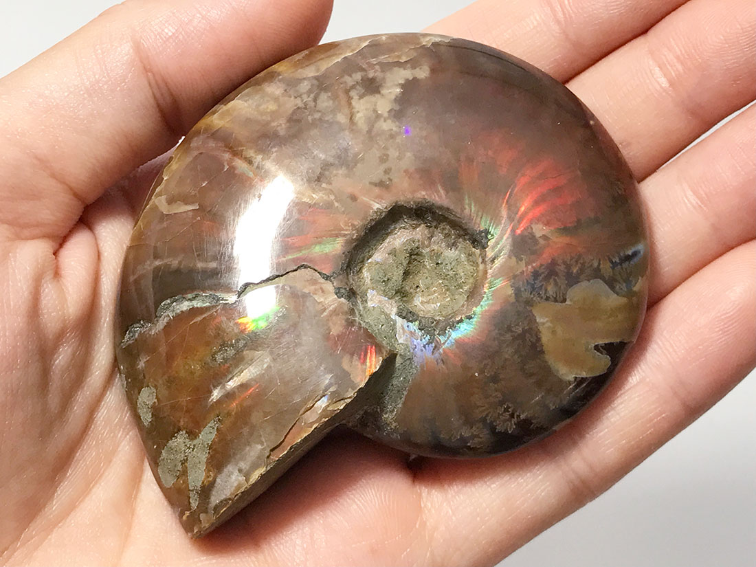 マダガスカル産アンモナイト化石/Ammonite Cleoniceras