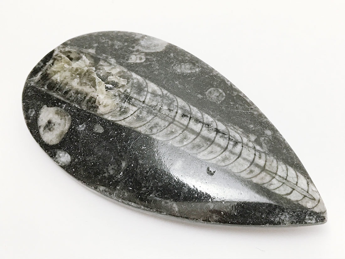 モロッコ産オルソセラス化石(ポリッシュ)/Orthoceras