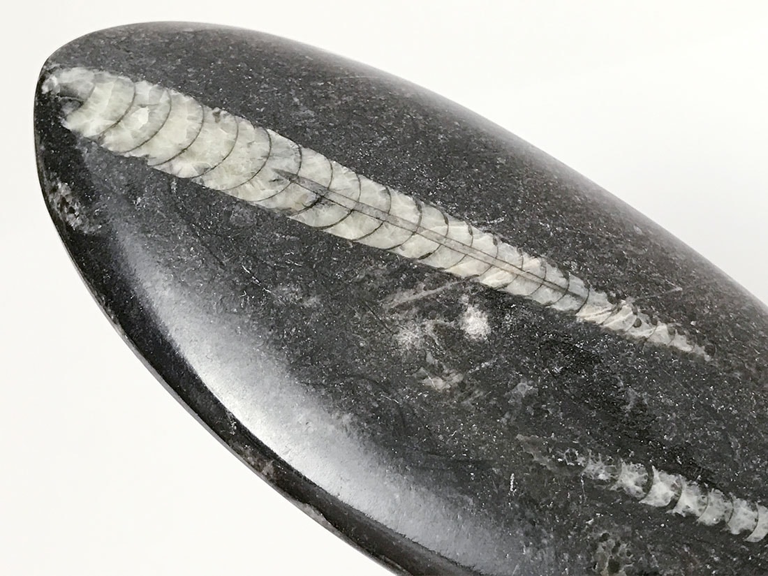 モロッコ産オルソセラス化石(ポリッシュ)/Orthoceras