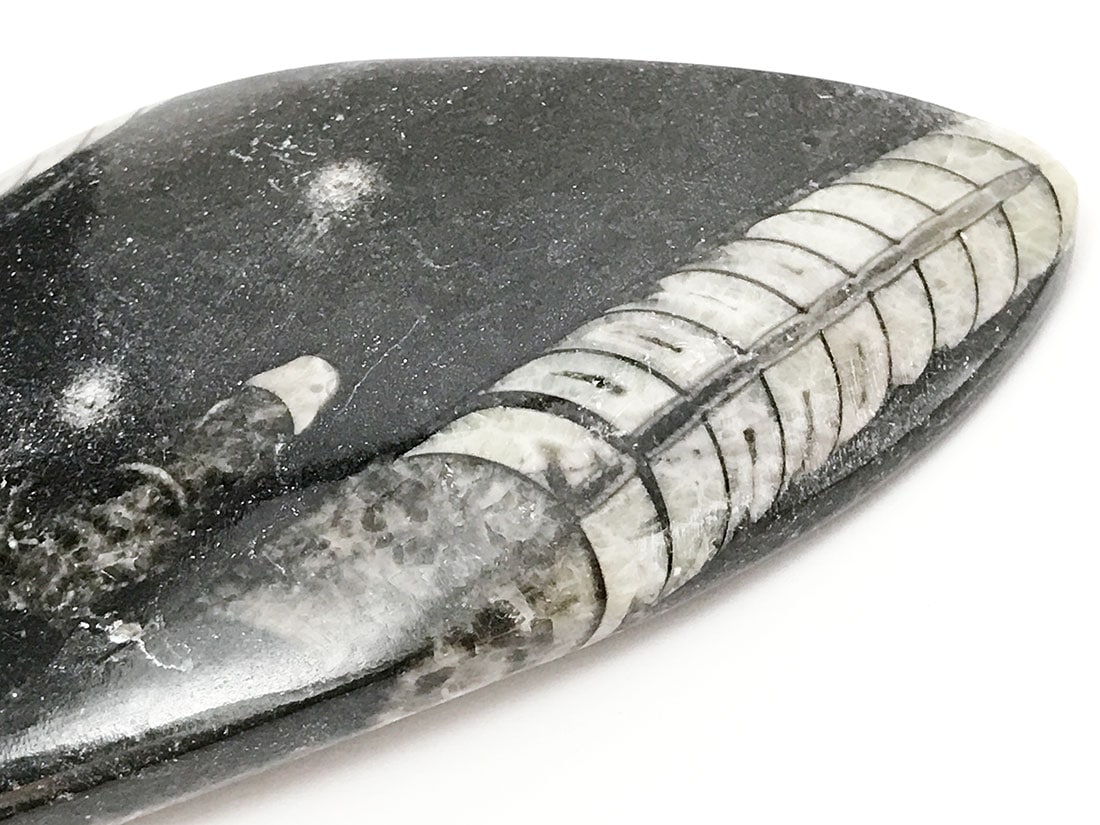 モロッコ産オルソセラス化石(ポリッシュ)/Orthoceras