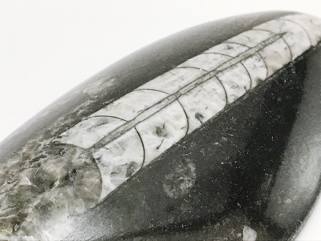 モロッコ産オルソセラス化石(ポリッシュ)/Orthoceras