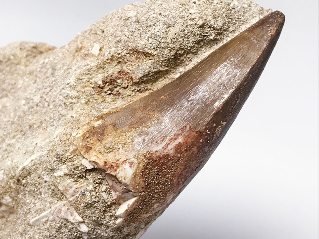 モササウルス歯の化石/Mosasaurus sp Tooth in Matrix
