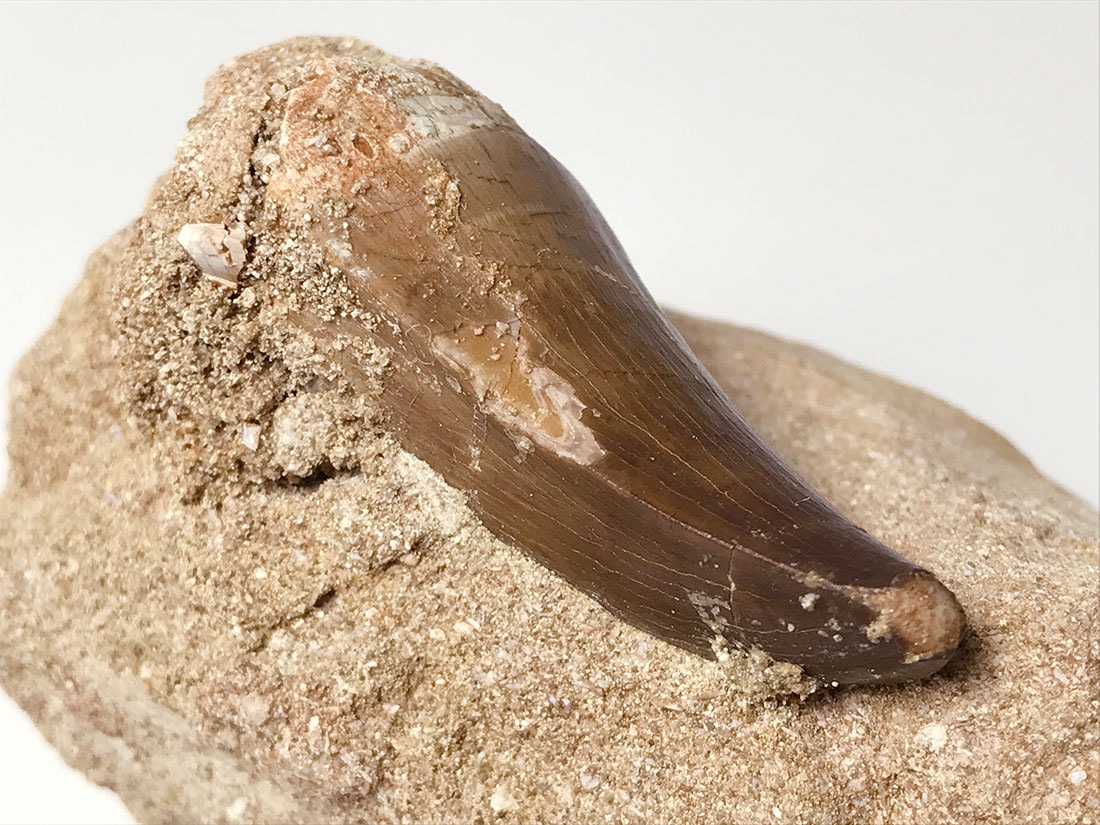 モササウルス歯の化石/Mosasaurus sp Tooth in Matrix