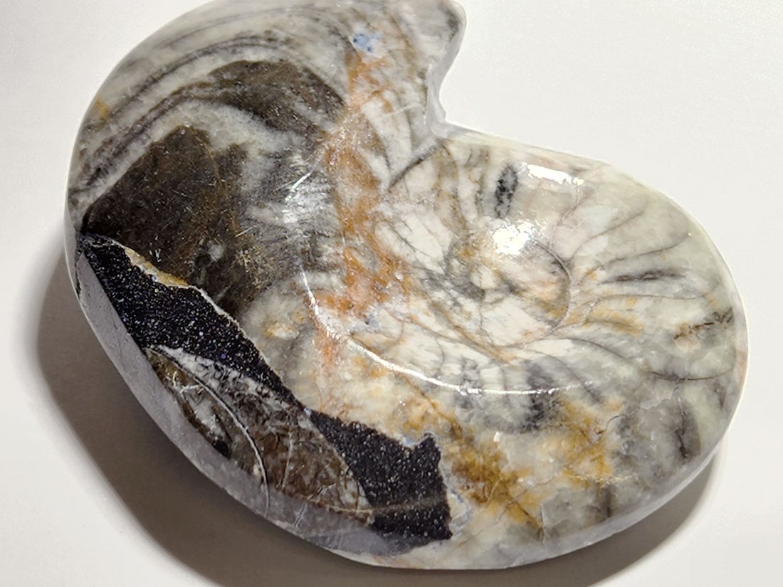 モロッコ産 アンモナイト化石ポリッシュ/Ammonite Goniatite