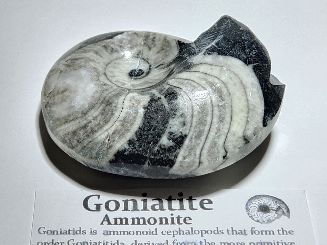 モロッコ産 アンモナイト化石ポリッシュ/Ammonite Goniatite