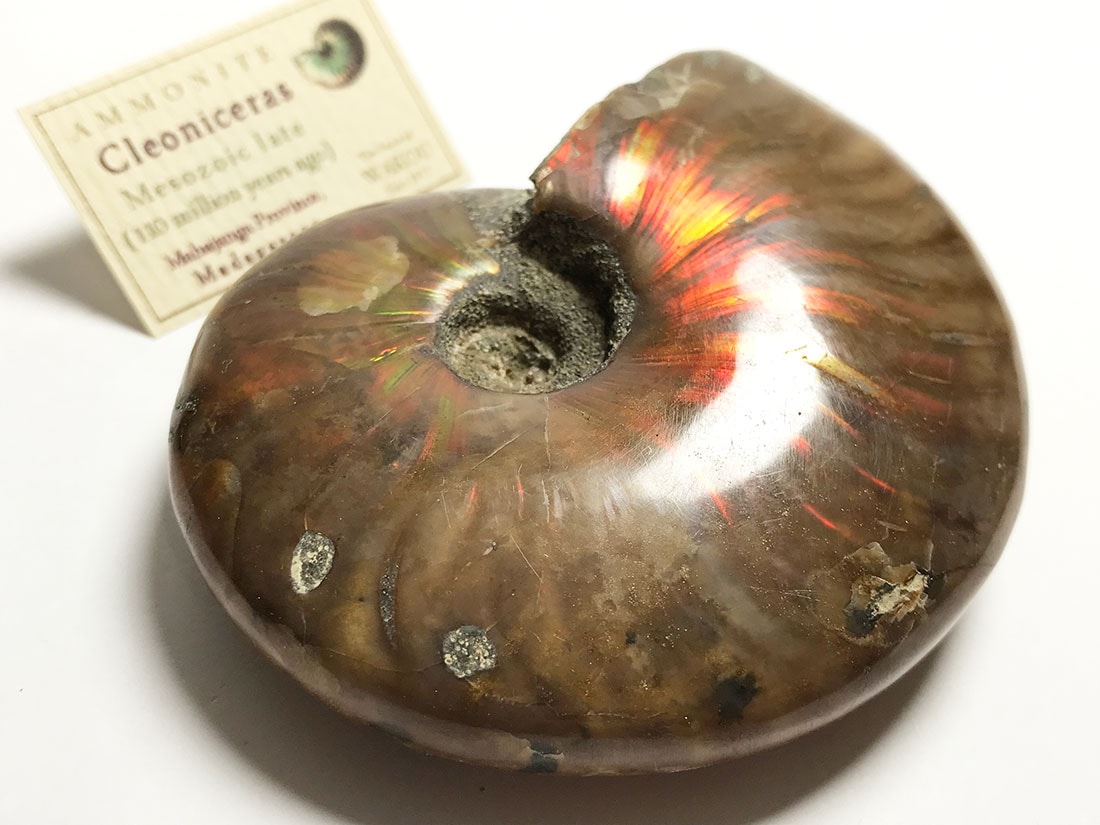 マダガスカル産アンモナイト化石/Ammonite Cleoniceras