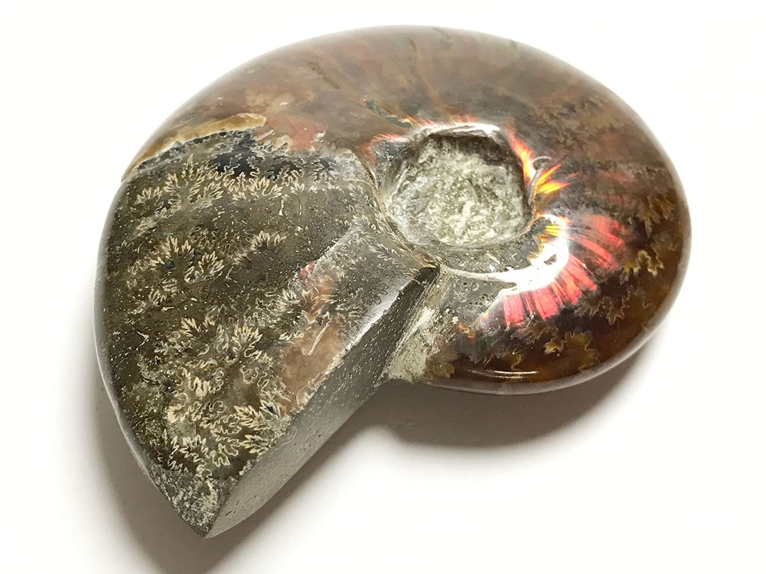 マダガスカル産アンモナイト化石/Ammonite Cleoniceras