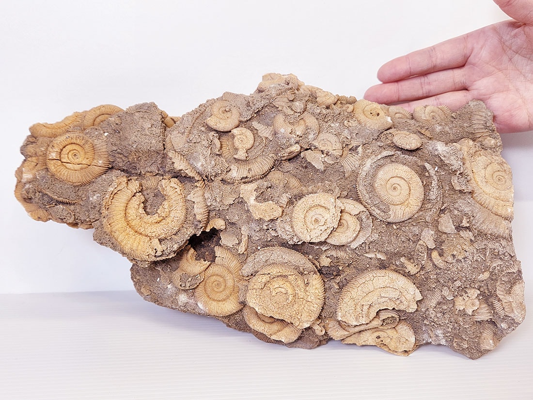 ドイツ産アンモナイト化石/Dactylioceras