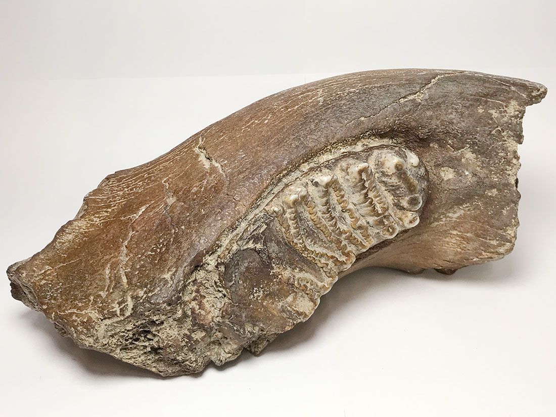 アケボノゾウ臼歯化石