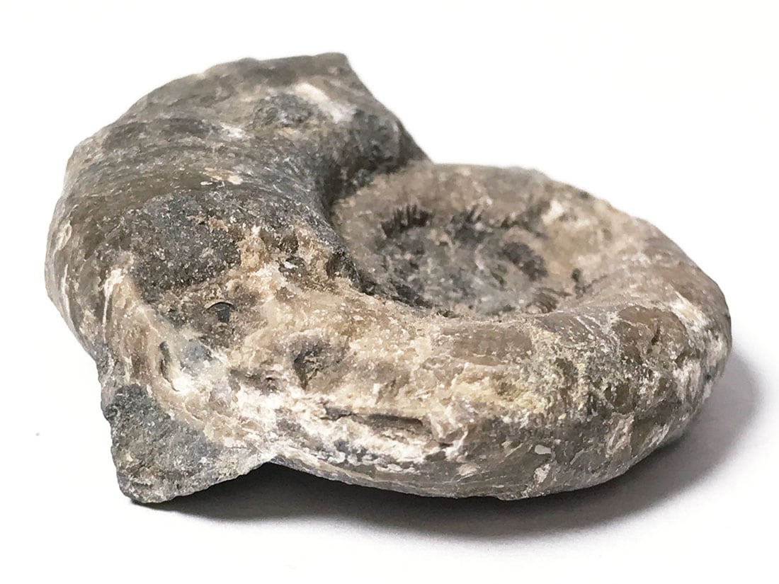 北海道留萌郡小平町産アンモナイト化石/Ammonite