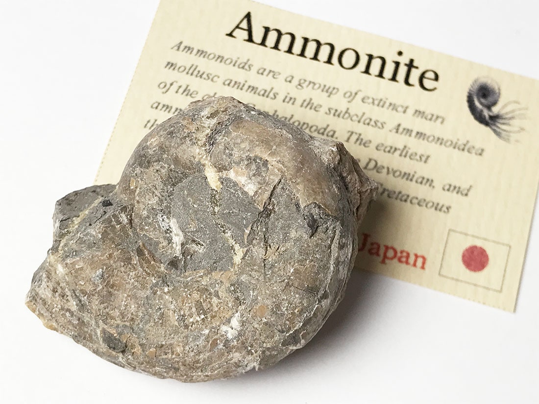 北海道産アンモナイト