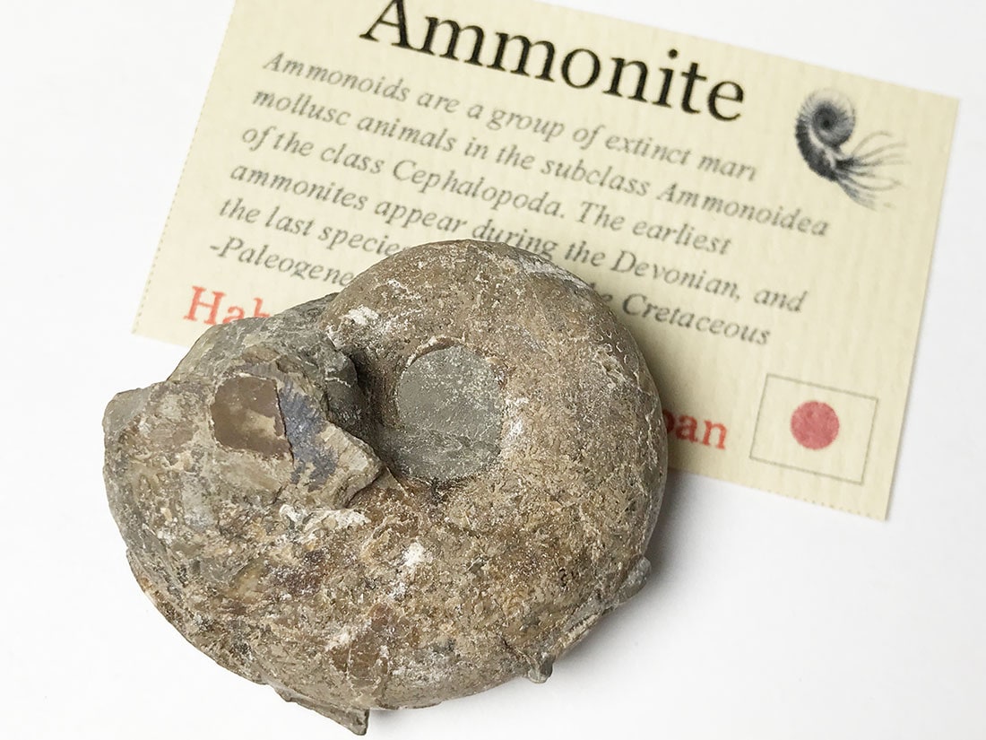 北海道留萌郡小平町産アンモナイト化石/Ammonite