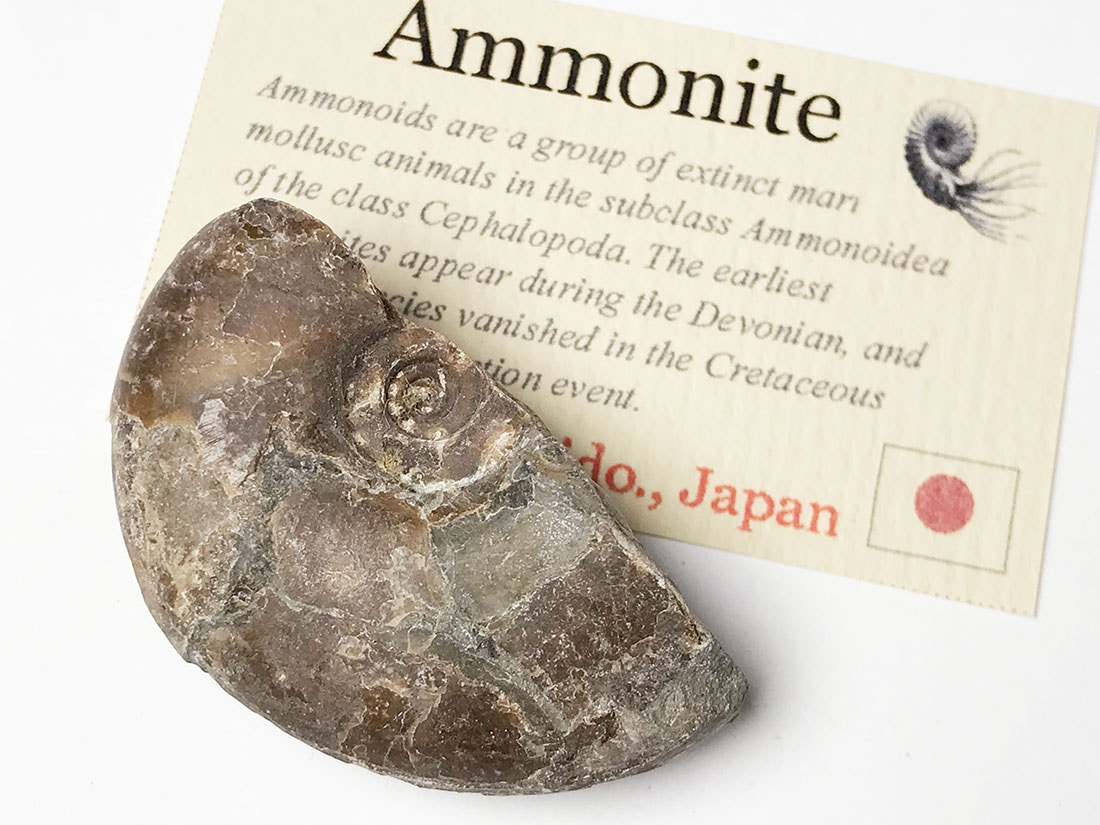 北海道留萌郡小平町産アンモナイト化石/Ammonite