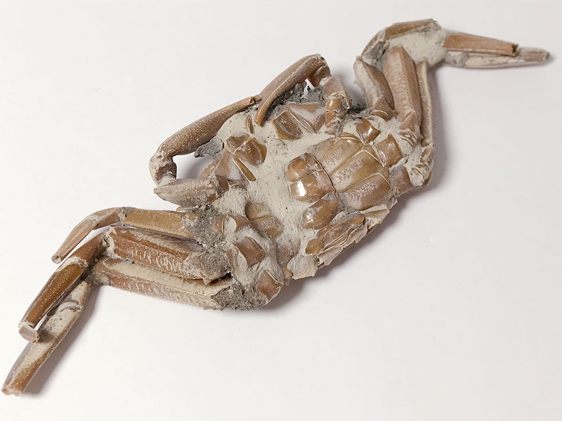 オサガニ化石(Macrophthalmus sp.)