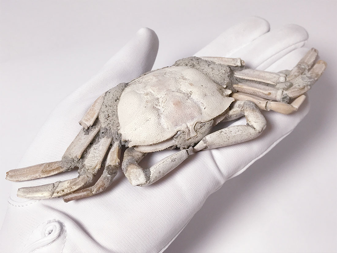 オサガニ化石(Macrophthalmus sp.)