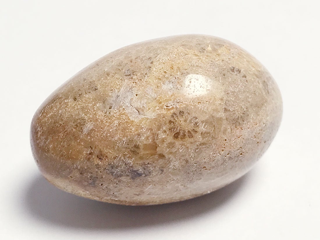 フォッシルコーラル (サンゴ化石) タンブル