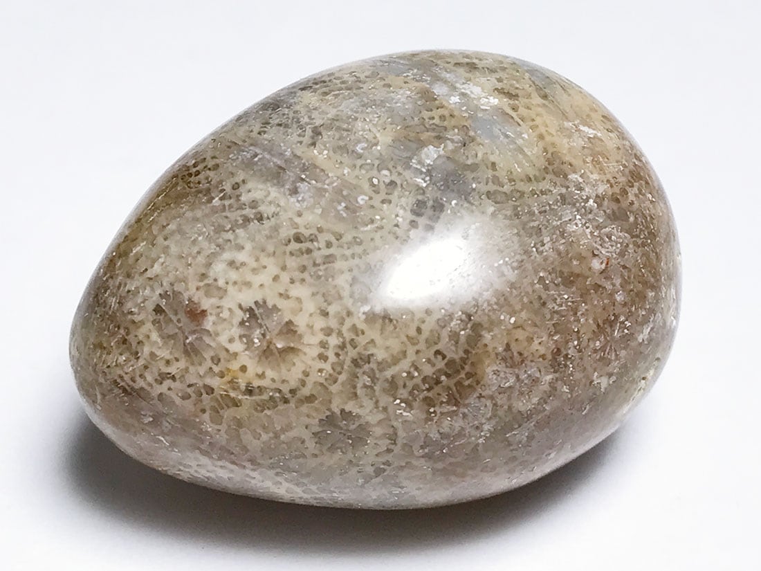 フォッシルコーラル (サンゴ化石) タンブル