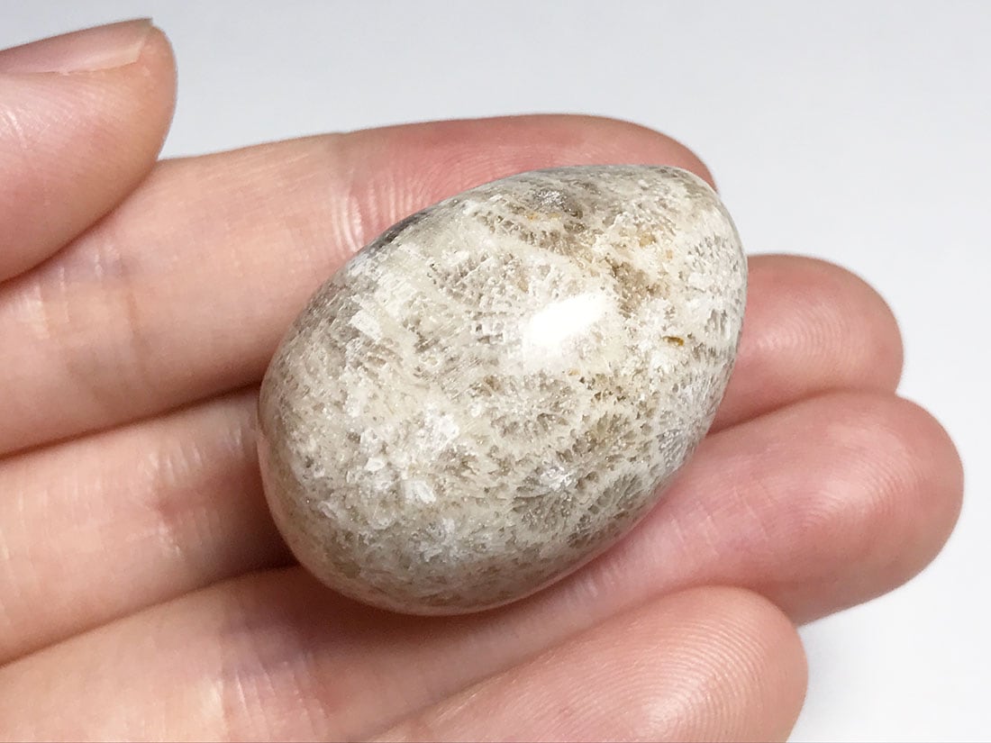 フォッシルコーラル (サンゴ化石) タンブル