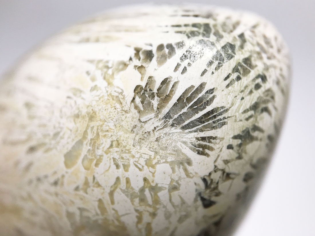 フォッシルコーラル (サンゴ化石) タンブル