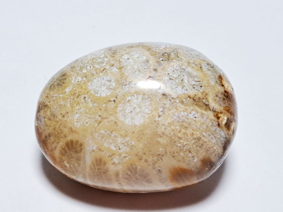 フォッシルコーラル (サンゴ化石) タンブル