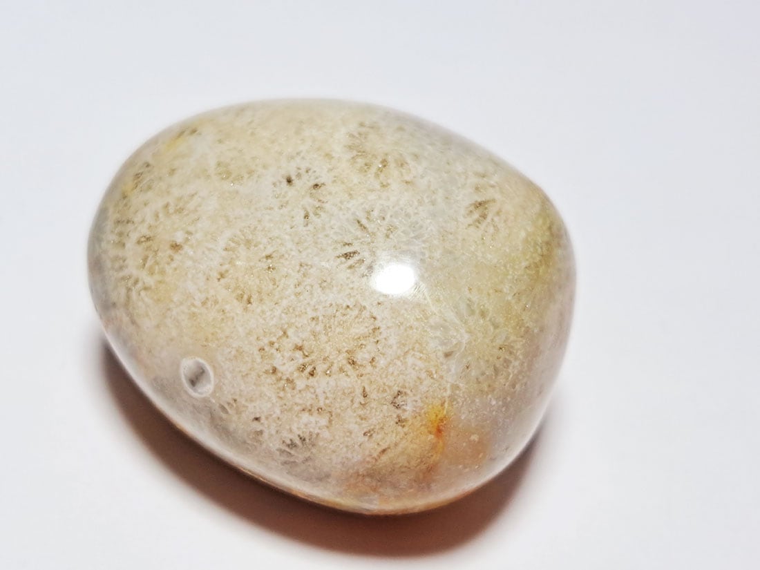 フォッシルコーラル (サンゴ化石) タンブル