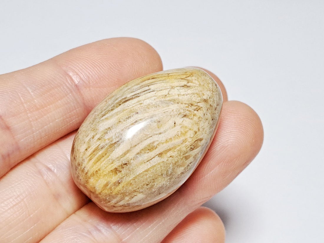 フォッシルコーラル (サンゴ化石) タンブル